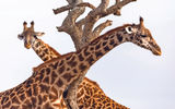 Giraffes in the Masai Mara National Reserve during a game drive with the Fairmont Mara Safari Club.