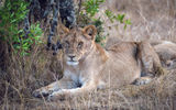 A lion in the Masai Mara National Reserve during a game drive with the Fairmont Mara Safari Club.