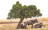 Wildebeest in the Masai Mara National Reserve during a game drive with the Fairmont Mara Safari Club.