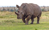 One the last two northern white rhinos in the world, at Ol Pejeta in central Kenya.