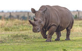 One the last two northern white rhinos in the world, at Ol Pejeta in central Kenya.