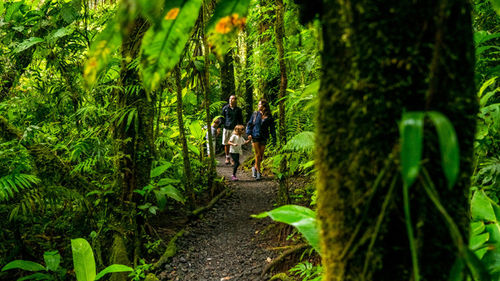 Four Seasons Resort Costa Rica at Peninsula Papagayo's "experiences" include a hike in the rain forest to document butterflies. Four Seasons Resort Costa Rica at Peninsula Papagayo's "experiences" include a hike in the rain forest to document butterflies.