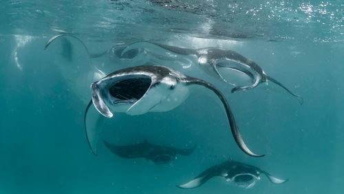 The Four Seasons Explorer’s Manta Trust Expeditions feature free-diving and snorkeling with manta rays. The Four Seasons Explorer’s Manta Trust Expeditions feature free-diving and snorkeling with manta rays.
