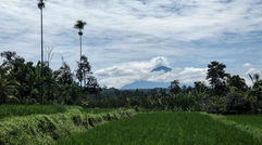 Silversea Cruises is developing a culinary program called Sea and Land Taste (SALT) that will debut on the 596-passenger Silver Moon, under construction for delivery in 2020. Silversea previewed a half-day excursion in Bali that demonstrates the depth and regional focus of the program. After a walking tour of a rice paddy and farm, guests were treated to lunch and Balinese drinks, catered by a butcher shop affiliated with the renowned Locovore restaurant in nearby Ubud. Seen here is a view of the rice fields, with one of Bali's volcanos looming in the distance.