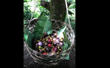 This basket of mangosteens was picked on a farm and rice plantation in central Bali. The white fruit inside is somewhat like citrus fruit. Mangosteens are rarely available in North America.