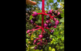 A type of berry grown in central Bali used in local recipies.