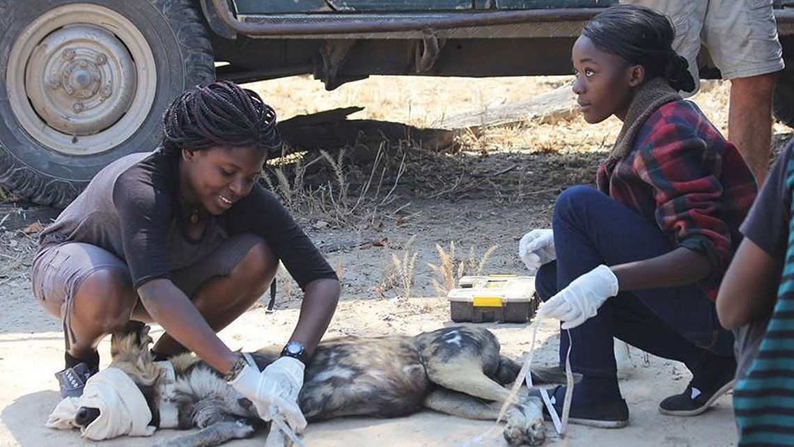 Thandiwe Mweetwa, left, of the Zambian Carnivore Programme and a National Geographic Emerging Explorer and wildlife biologist with Dazzle Africa sponsored veterinary student, Mercy Njobvu, participating in endangered African wild dog research in the South Luangwa Valley, Zambia.