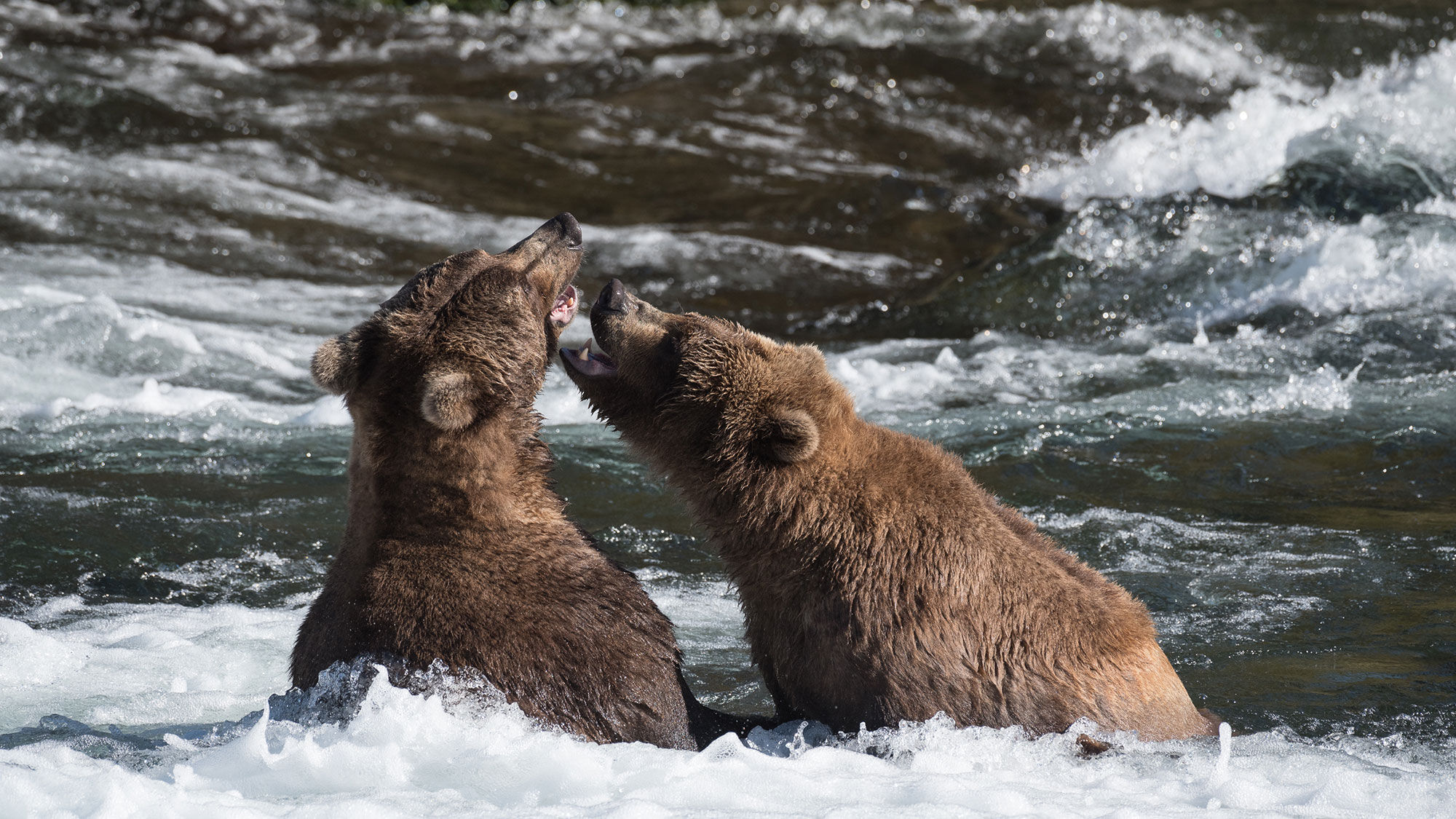 The new Brooks River bridge at Katmai National Park and Preserve is scheduled to open in June.