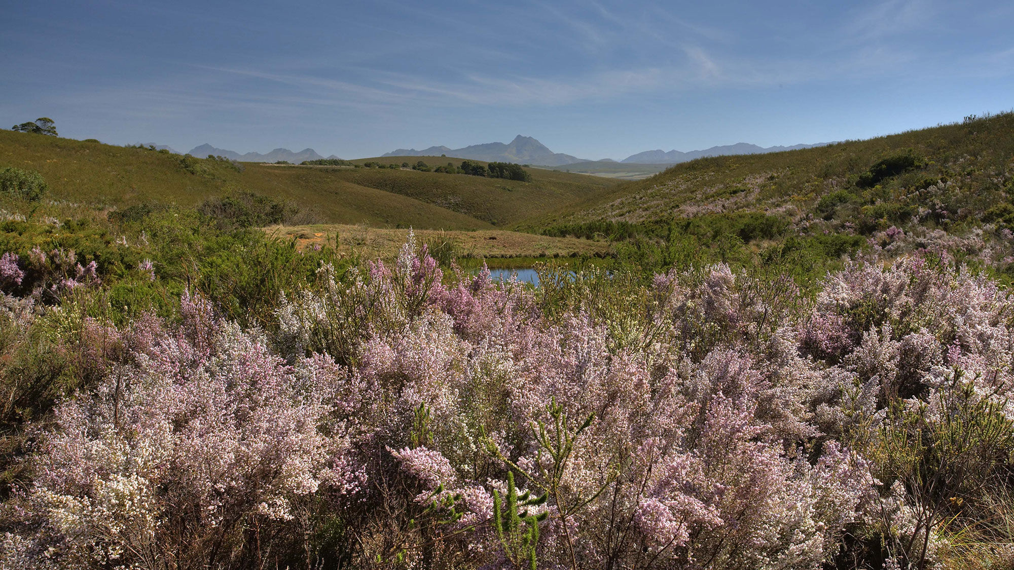 Ericas, a type of flowering plant that is part of the fynbos biome.