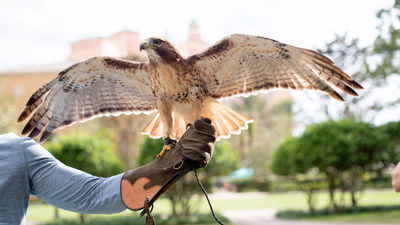 The Grande Lakes Orlando falconry program includes photo ops with the swift and powerful birds of prey.