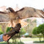 Grande Lakes Orlando hotels adds falconry to outdoor sports offerings