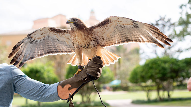 The Grande Lakes Orlando falconry program includes photo ops with the swift and powerful birds of prey.