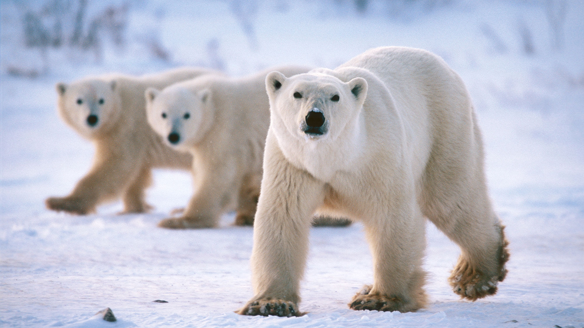 Natural Habitat Adventures' fall itinerary will give guests the chance to see polar bears in the wild.