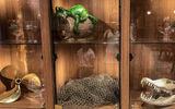 A curio cabinet outside the RedFrog pub on the Carnival Sunrise.