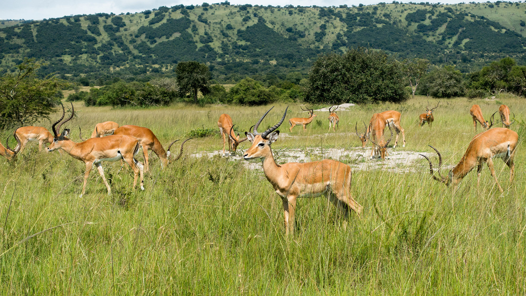Impalas in Akagera National Park, Rwanda.