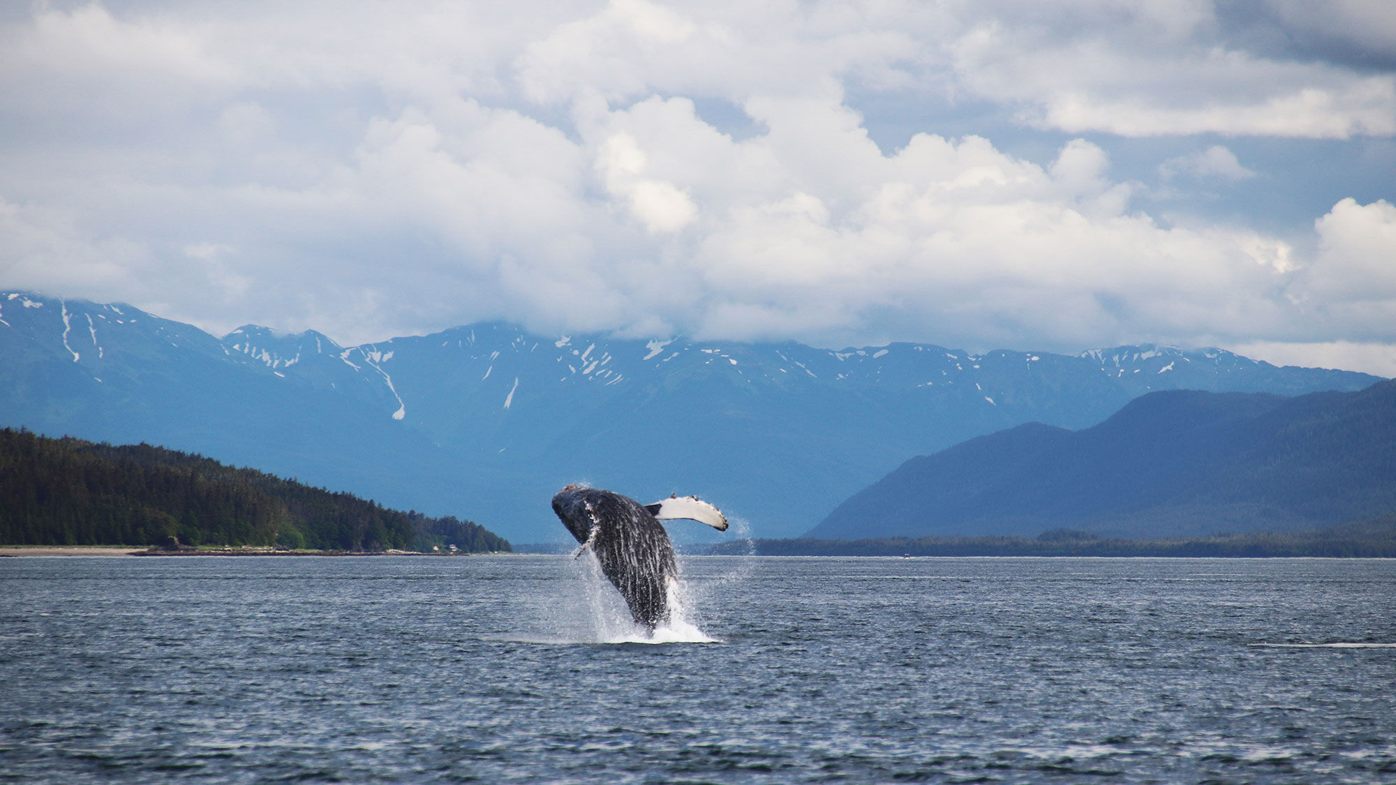Humpback sighting in Stephens Passage on a whale-watching tour with Gastineau Guiding.