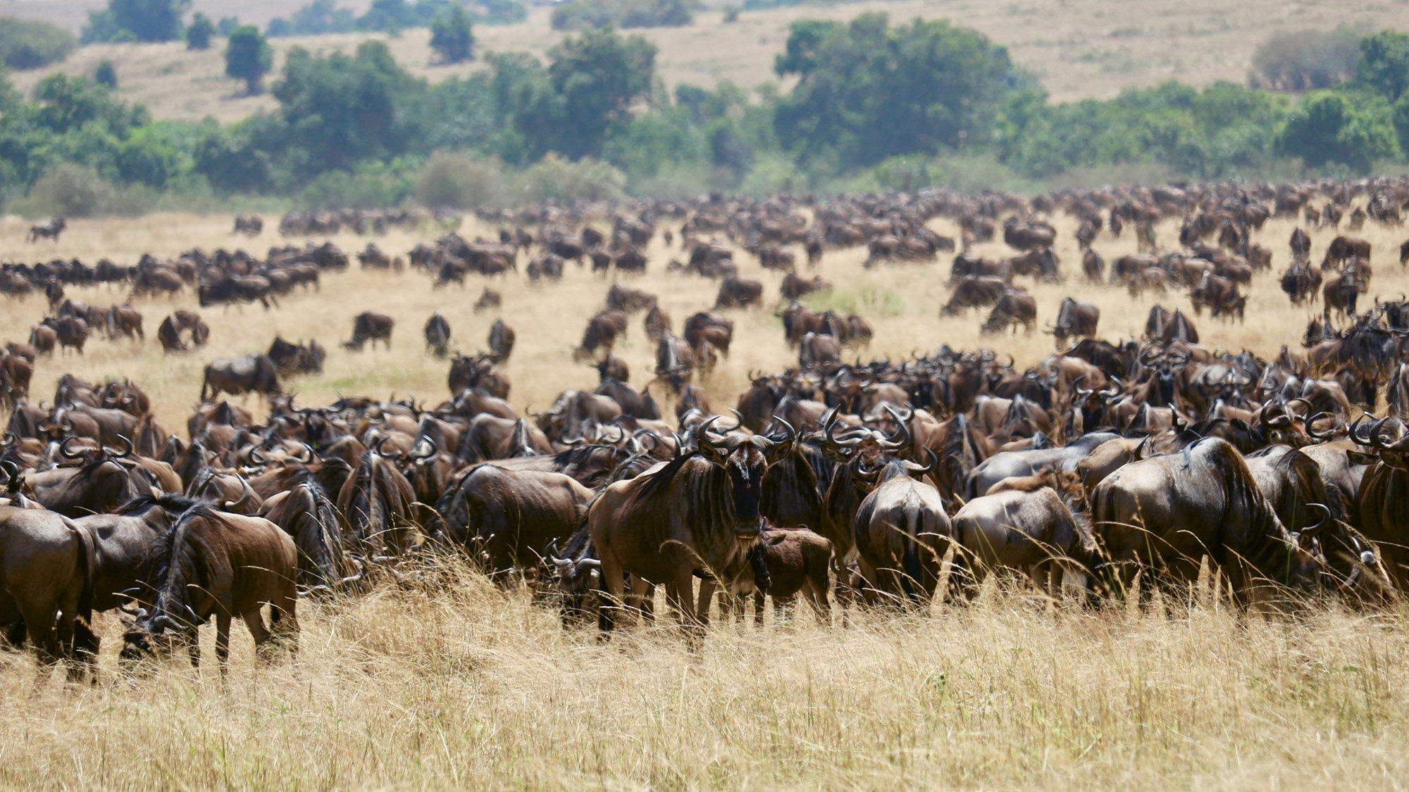 Hundreds of wildebeest in the midst of the great migration.