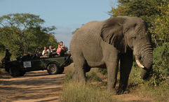 An elephant encounter at the Thornybush Private Nature Reserve in South Africa. The country lifted all of its Covid restrictions on June 22.