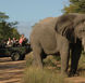 An elephant encounter at the Thornybush Private Nature Reserve in South Africa. The country lifted all of its Covid restrictions on June 22.