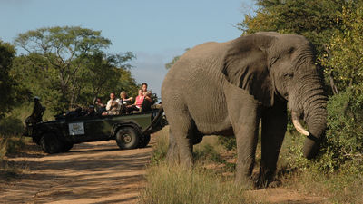 A safari jeep stops to observe an elephant at Thornybush Private Nature Reserve in South Africa.