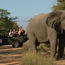 South Africa safaris are gaining in popularity