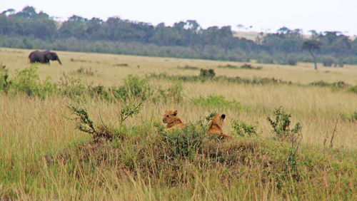 Lion cubs in the Masai Mara. Lion cubs in the Masai Mara.