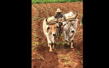Oxen prepare a field for planting bananas in the Vinales Valley, west of Havana.