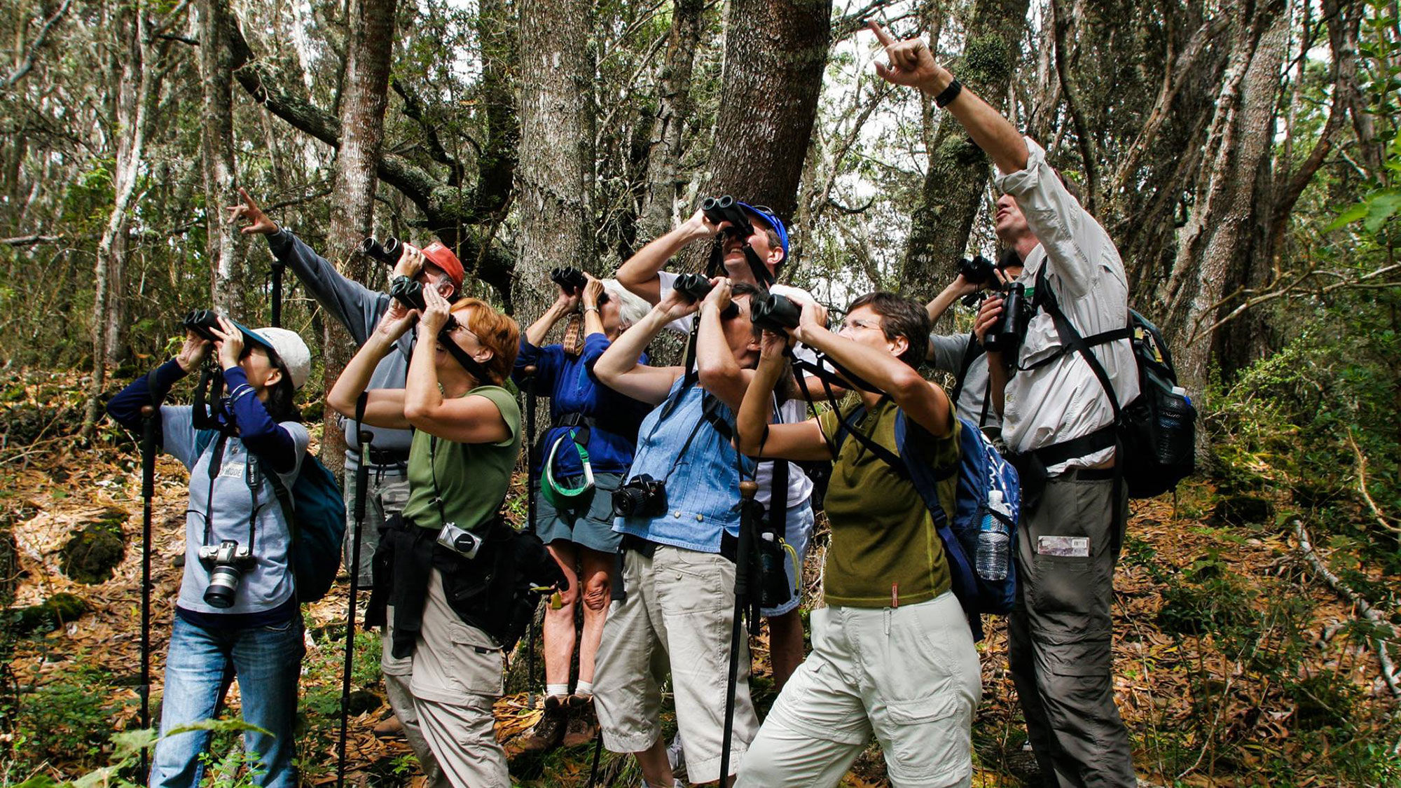 The Hawaii Island Festival of Birds is five days of avian-related activities including a film festival, nature walks and bird fair.