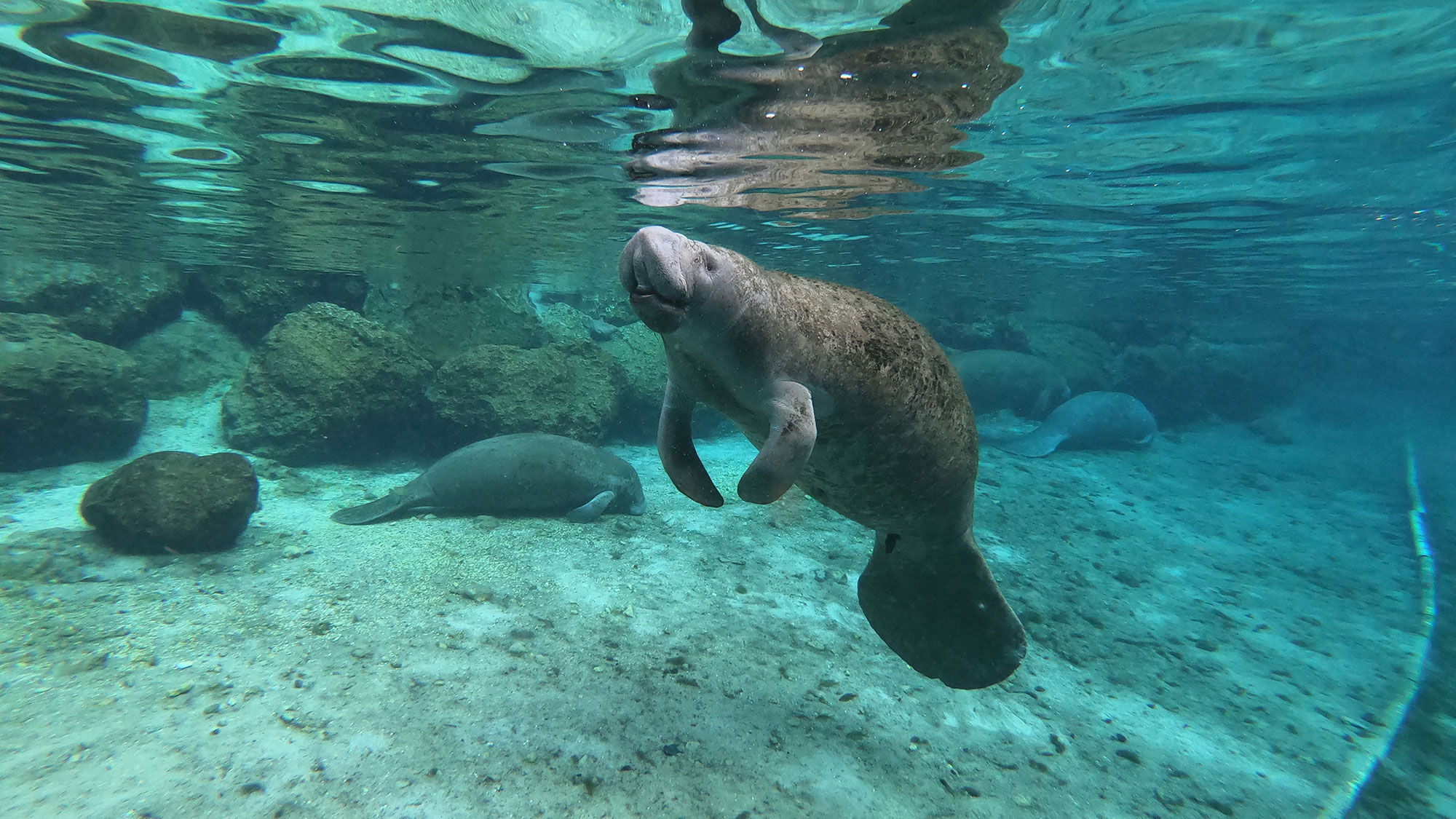 A manatee surfaces for air at Three Sisters Springs on Crystal River.
