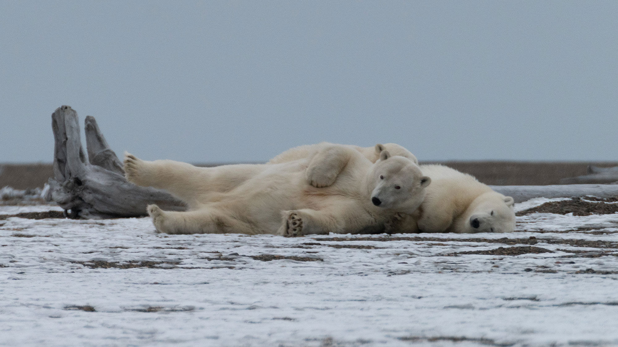 Guests will learn tips and techniques for capturing quality images as they view polar bears, Arctic foxes, snowy owls and other wildlife.