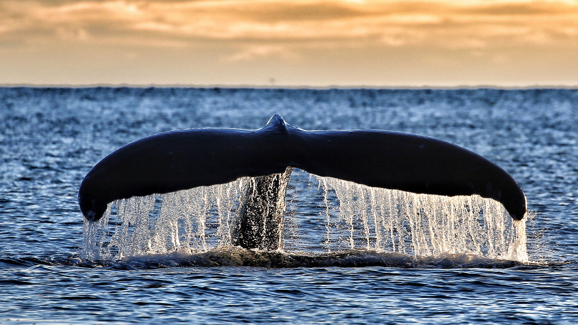 Passengers can keep an eye out for whales and other wildlife with Alaskan Dream Cruises' Ultimate Glacier Bay, Wilderness and Wildlife tour.