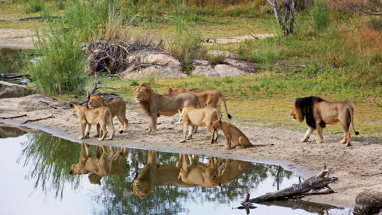 Lions in South Africa.