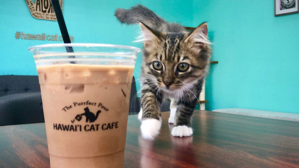 The Hawaii Cat Cafe has more than 20 adoptable cats on site in addition to serving coffees and pastries from Honolulu Coffee Company.