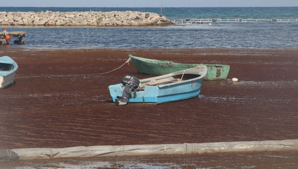 Sargassum chokes the shore line of the TRS Cap Cana.