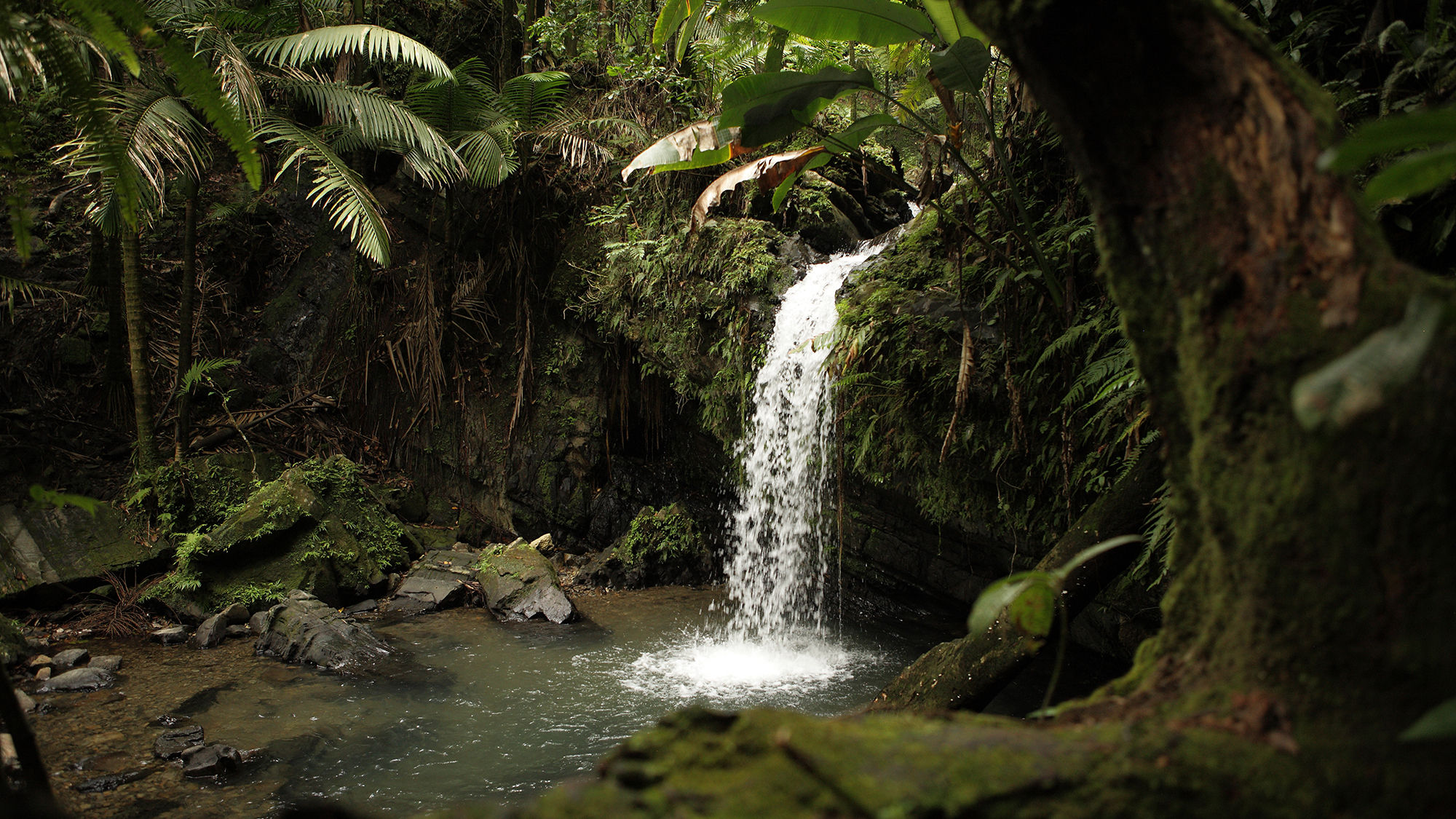 Rio Espiritu Santo Waterfall in El Yunque National Forest in Puerto Rico, which is accessible to visitors.