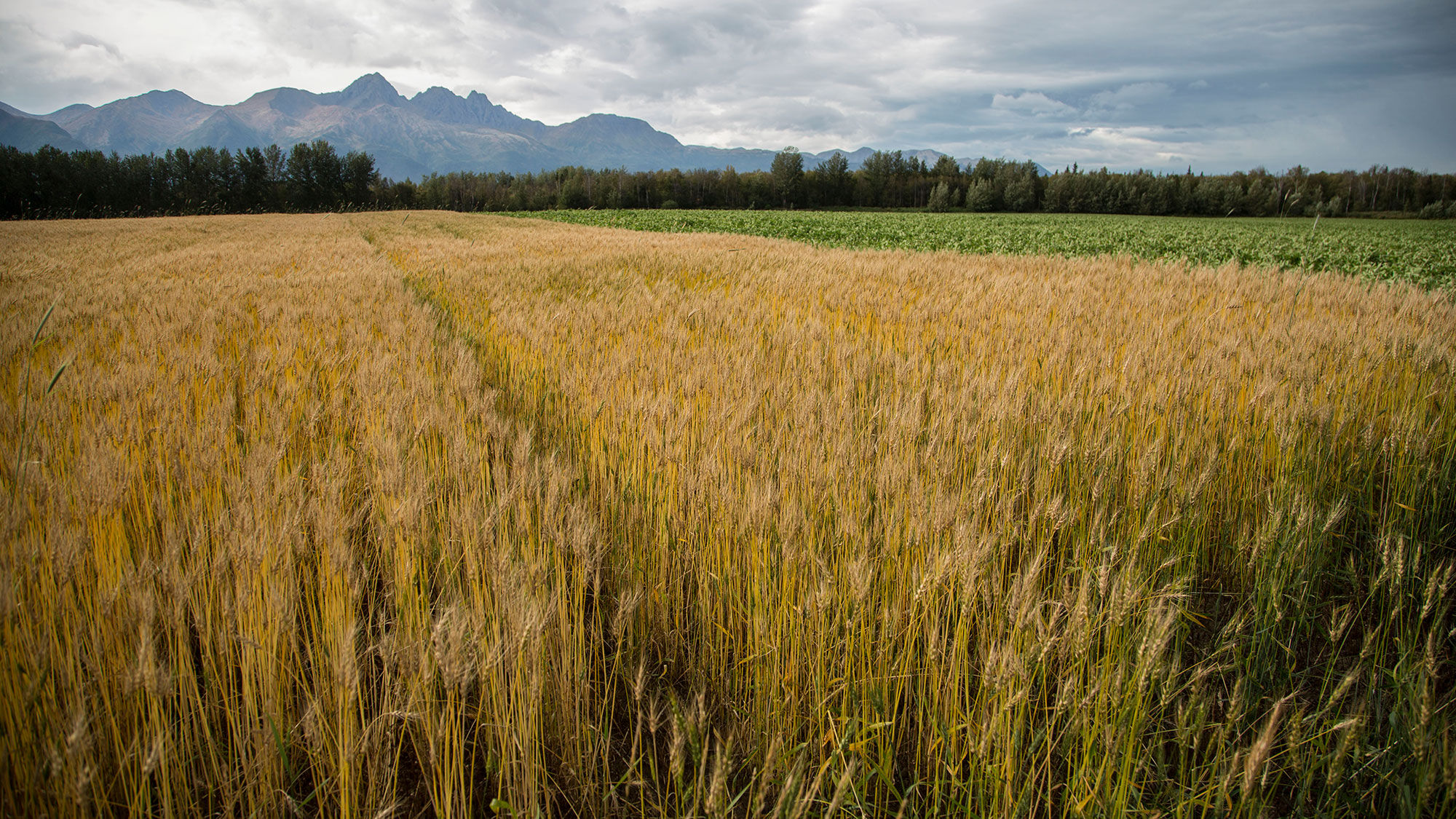 Guests will take a coach from the museum to the Mat-Su Valley, where stops at three farms spotlight the agricultural diversity of rural Alaska.