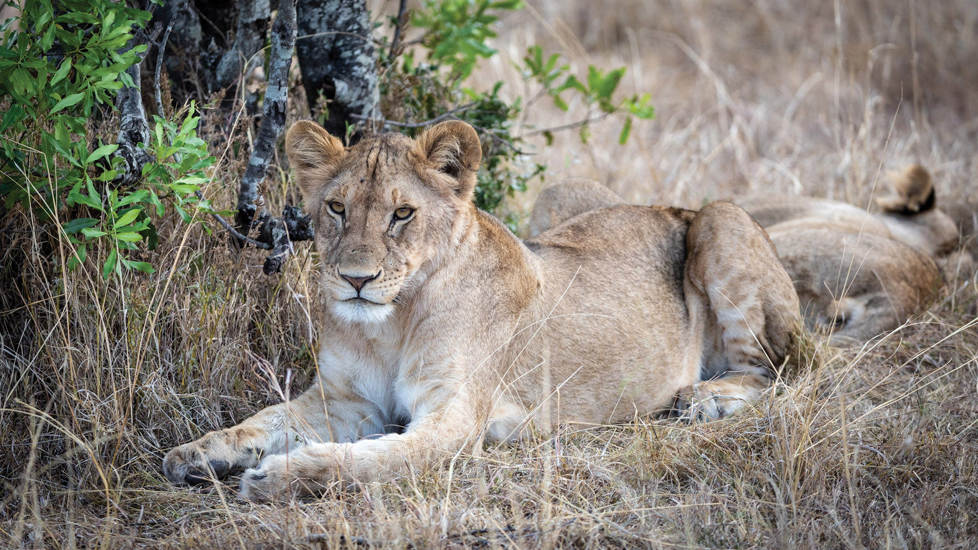 A lion in the Masai Mara National Reserve.