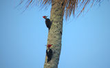 Two crimson crested woodpeckers climb up a palm tree in the Botanical Gardens.