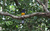 A greenback trogon in a tree near the banks of the Rupanuni.
