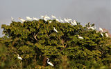 Great egrets -- and two storks -- rest in a tree on a lake near Karanambu Lodge.