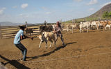 A calf struggles to get away.