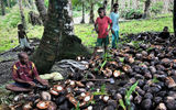 Near the village, a makeshift copra operation separated the meat of coconuts from the husks.