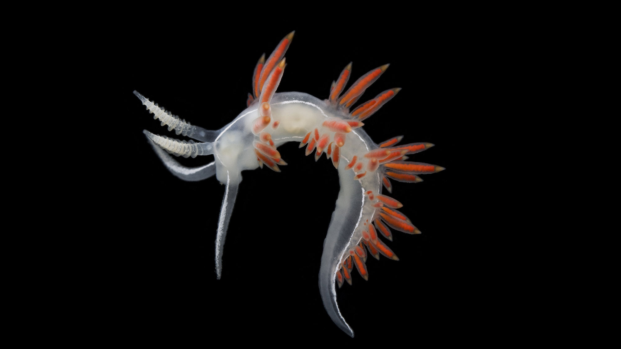 The exhibit "Spineless Wonders: Rising from the Deep" at Bishop Museum takes an up-close look at marine invertebrates like this nudibranch.