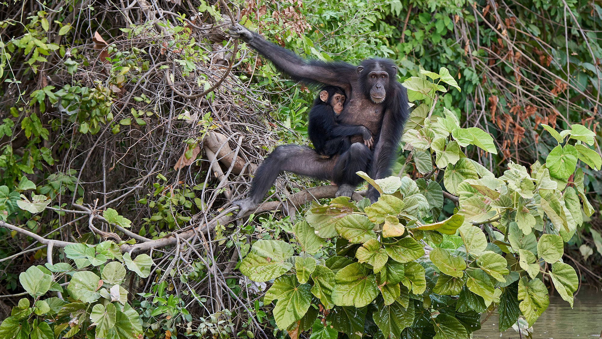 Chimpanzees on Baboon Island in River Gambia National Park.