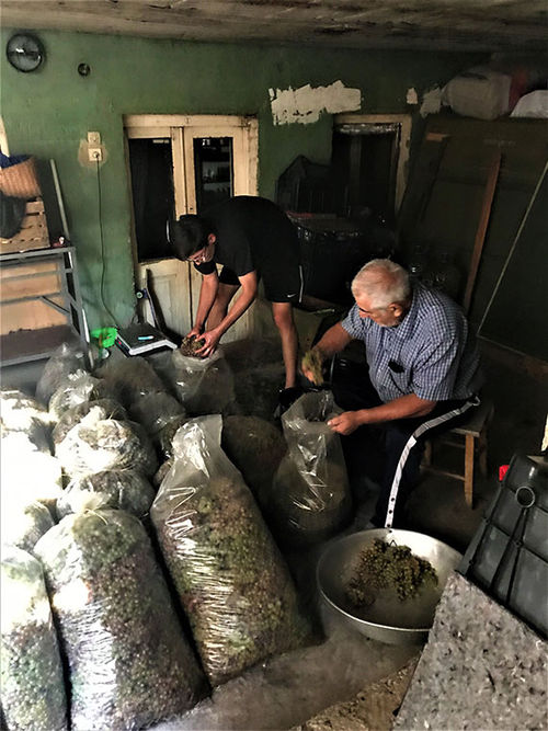 Alex Kenkebashvili, left, helps his grandfather, Tamaz Kenkebashvili, separate grapes for washing. Alex Kenkebashvili, left, helps his grandfather, Tamaz Kenkebashvili, separate grapes for washing.