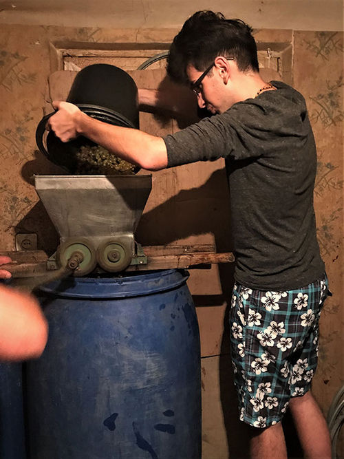 Tornike loads grapes into the hand-crank crusher. Tornike loads grapes into the hand-crank crusher.