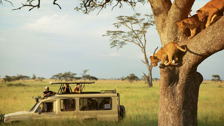 Spotting a lion in the Serengeti, one of the destinations offered by G Adventures in partnership with National Geographic.