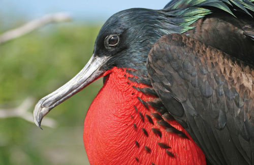 A frigate bird with its throat pouch inflated puts on a show. A frigate bird with its throat pouch inflated puts on a show.
