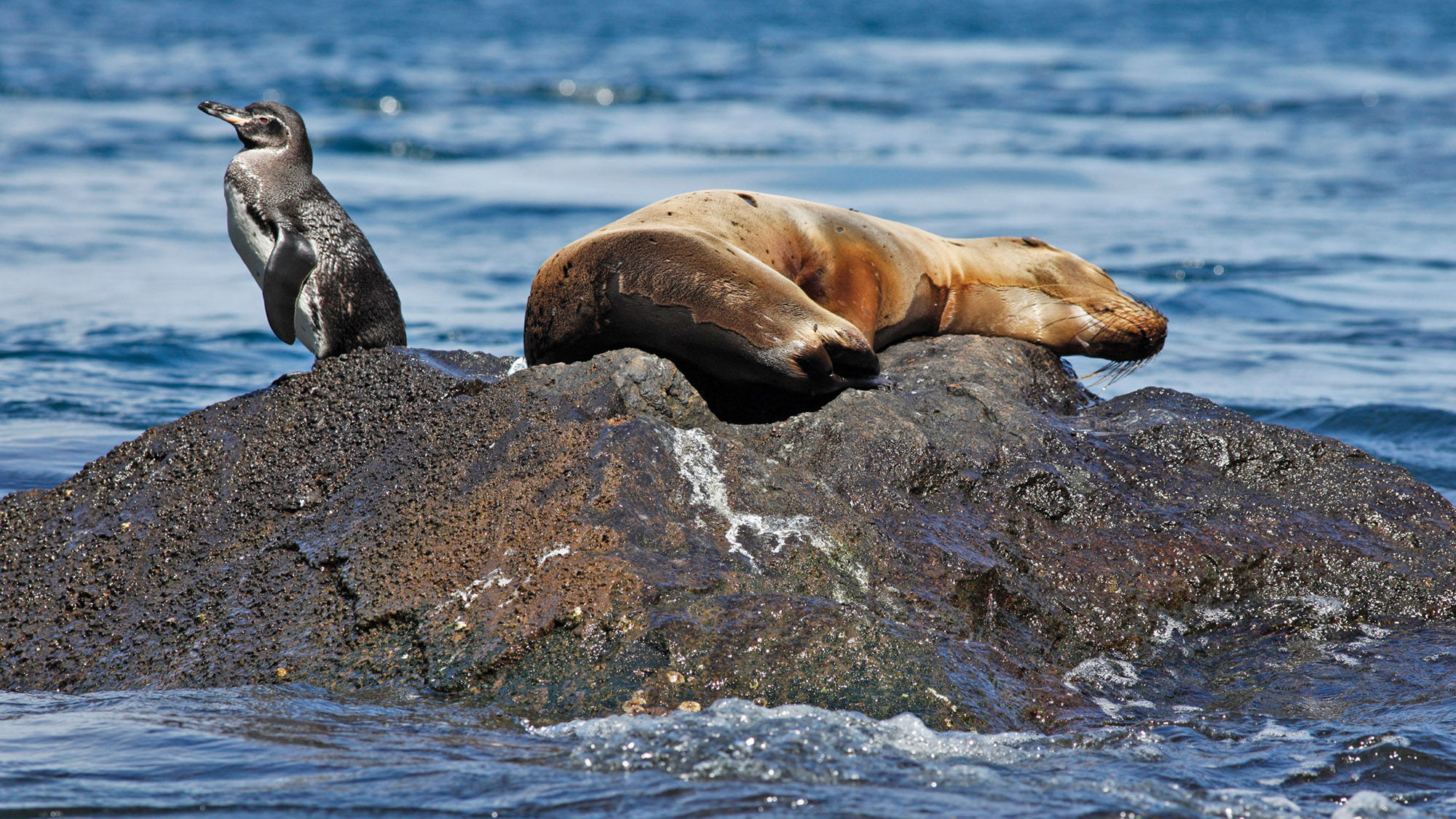 A sea lion and a penguin share a rocky perch in the Galapagos.