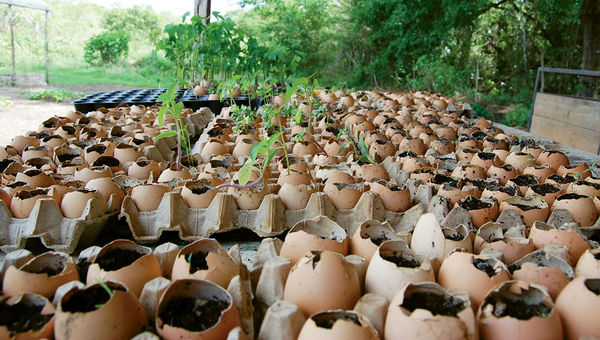 The resort’s organic garden and chicken run provide fresh produce and eggs for its restaurant and herbs for its bar. The resort’s organic garden and chicken run provide fresh produce and eggs for its restaurant and herbs for its bar.